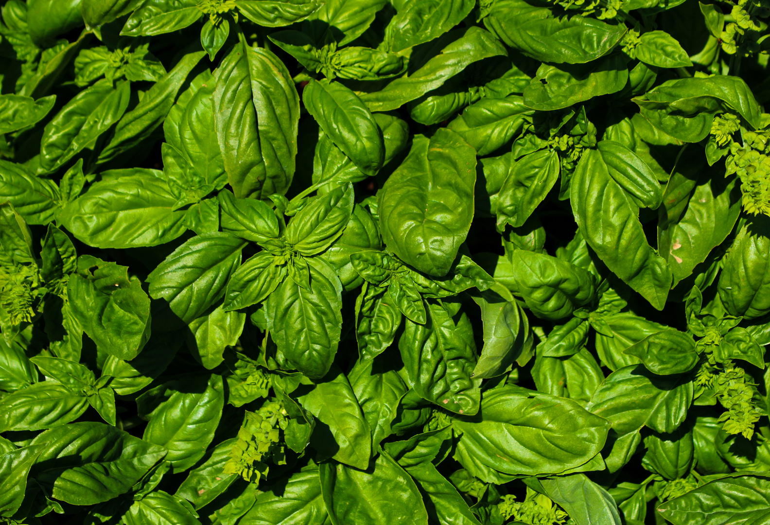 Basil Plants, Zabbar