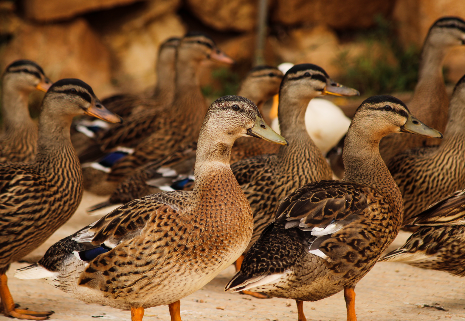 Female Mallards, Zabbar