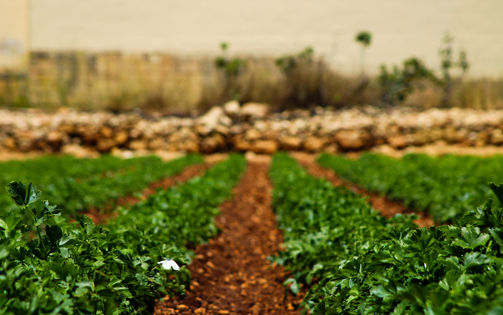 Parsley Field, Zabbar