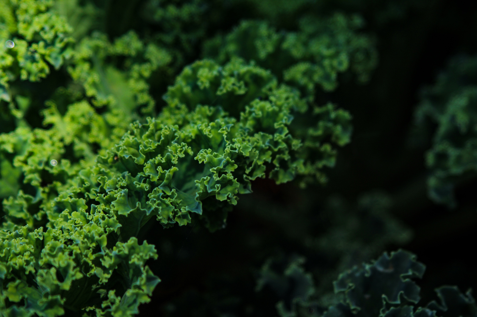 Kale Leaf, Zabbar