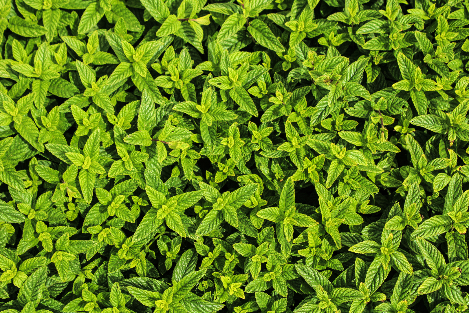 Mint Plants, Zabbar