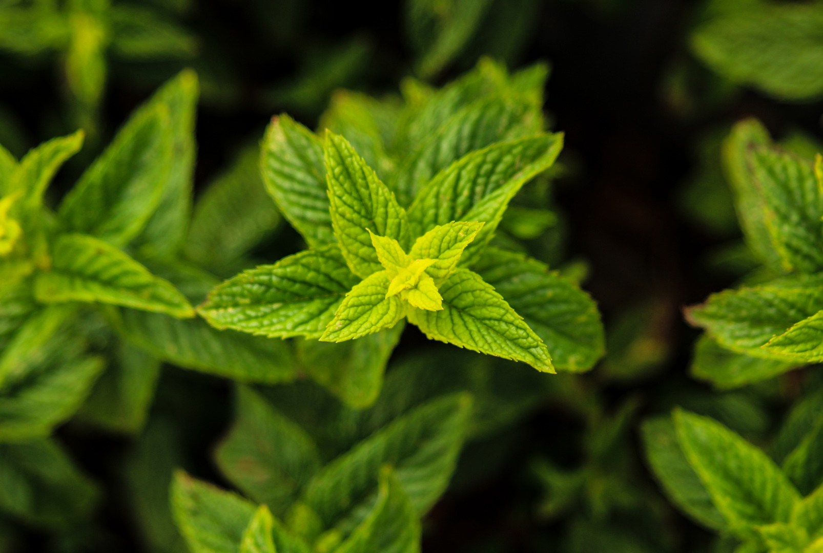 Mint Plant, Zabbar